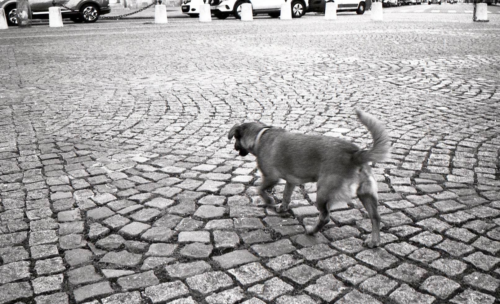 dog on cobblestones