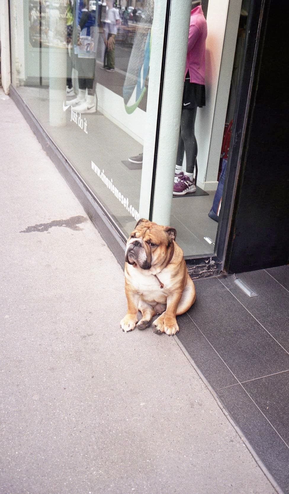 bulldog by a shop window